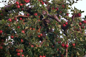 Hoeveel appels kan de boom dragen?